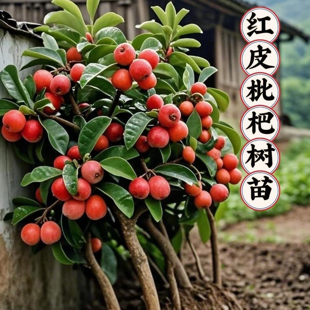广西正宗大五星枇杷嫁接红枇杷树苗南北方种植庭院地盆栽四季可种
