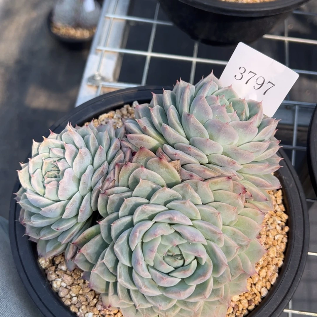 (****)3797多肉多发点多发