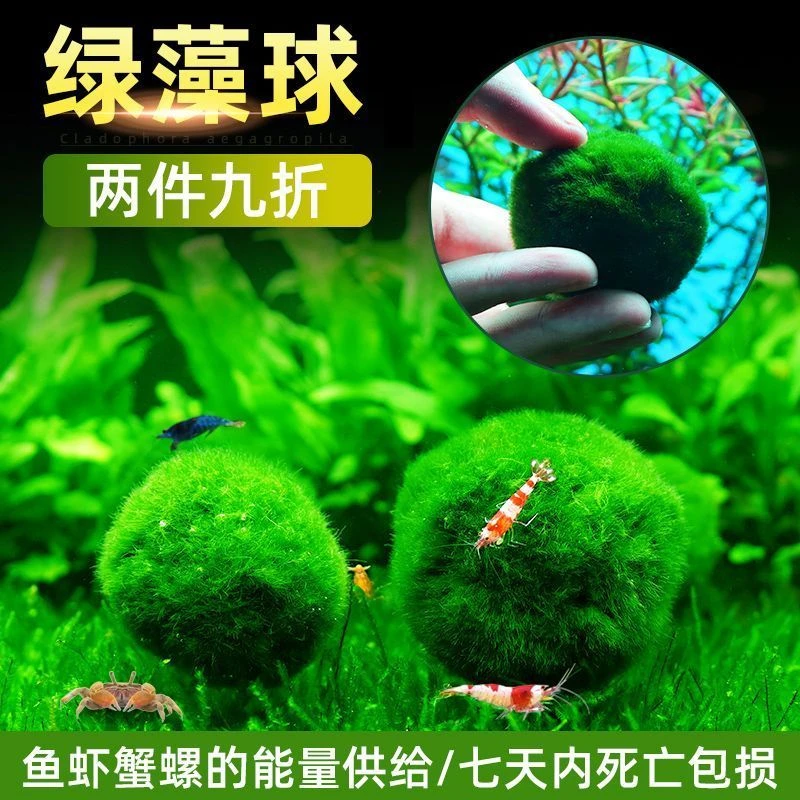 鱼缸水族箱造景水草海藻球生态球造景绿藻球生态瓶绿澡球水藻球