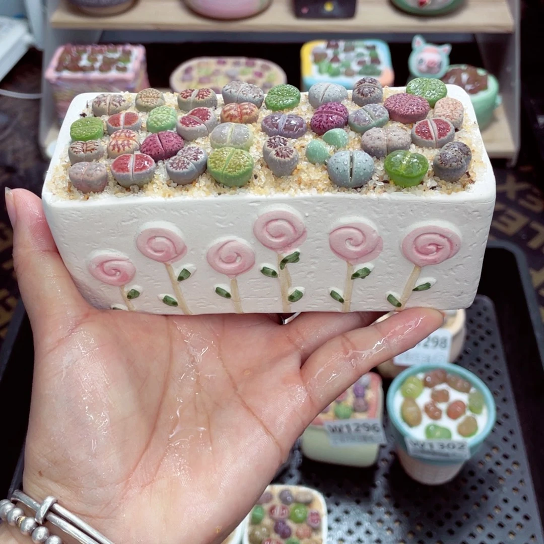 w1303 开播福利 带盆土发货一物一拍