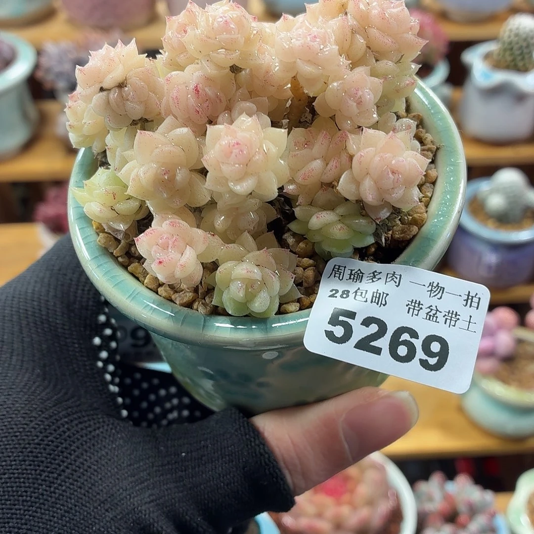 5厘米盆精控多肉5269