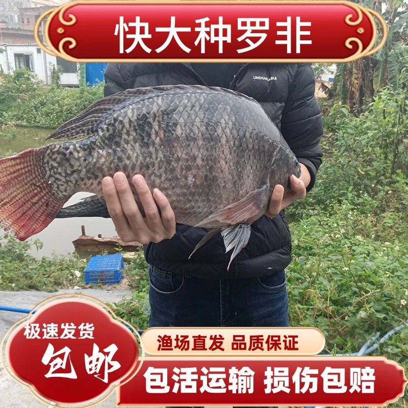 罗非鱼 宝路罗非鱼 海南一号大苗 脆肉罗非 耐寒观赏活体宠物养殖