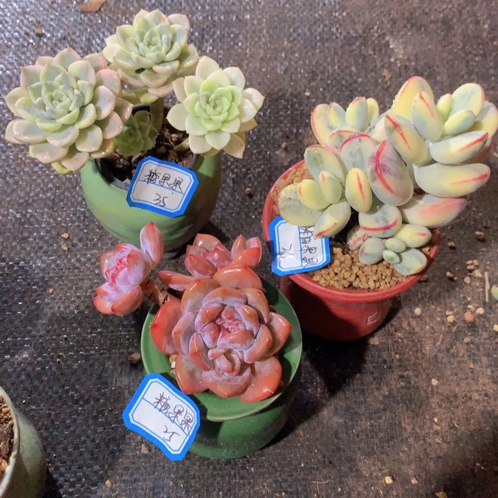 糖***果糖果果   3花