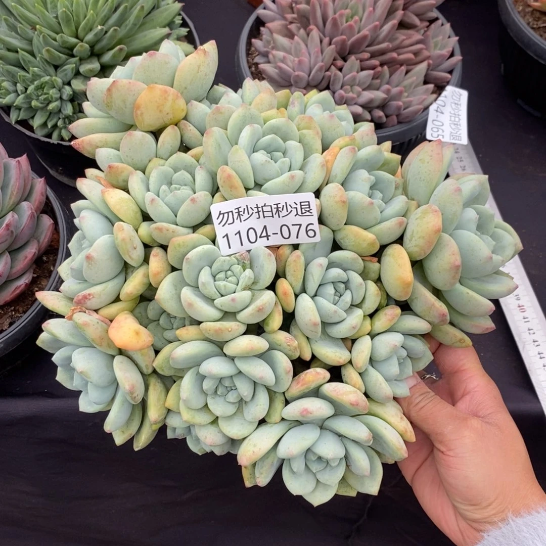 两单包邮1104-76望舒