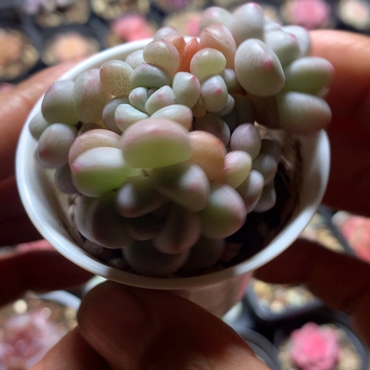 泡泡糖多肉一物一拍