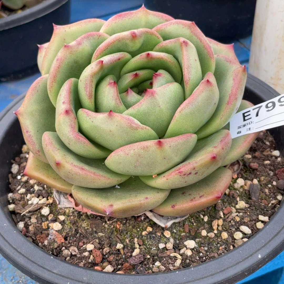 无花朵若如东云组拍E799