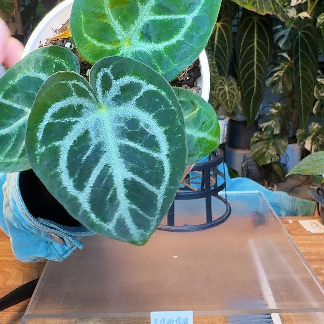 完全开放Y49黑泡泡杂skg银