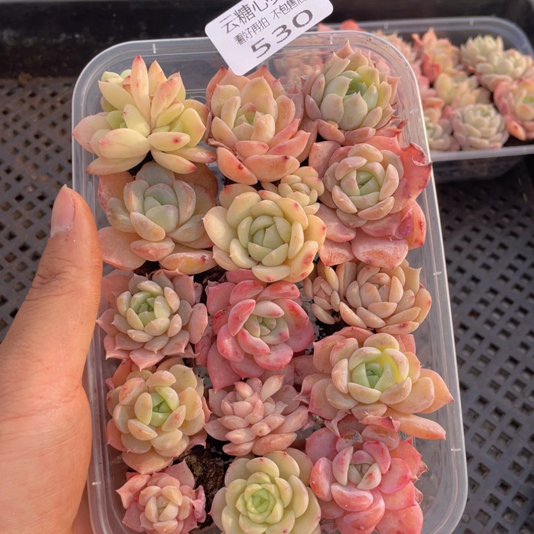 云糖心多肉植物530