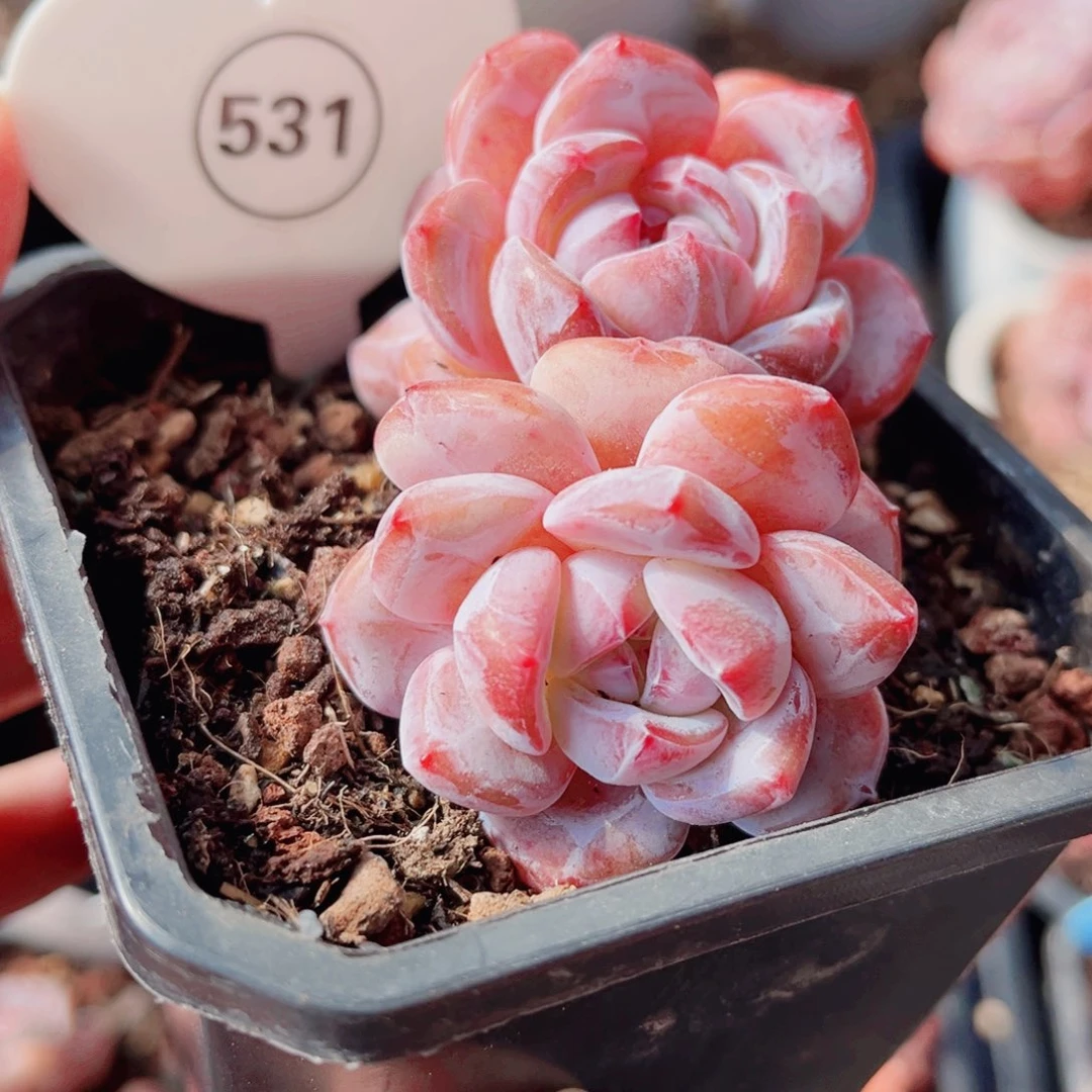 531号小老桩石榴籽群