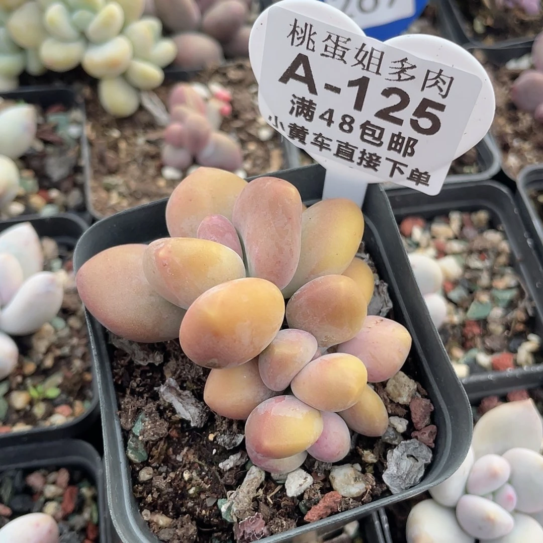 芒果奶 脱土发货 7口盆