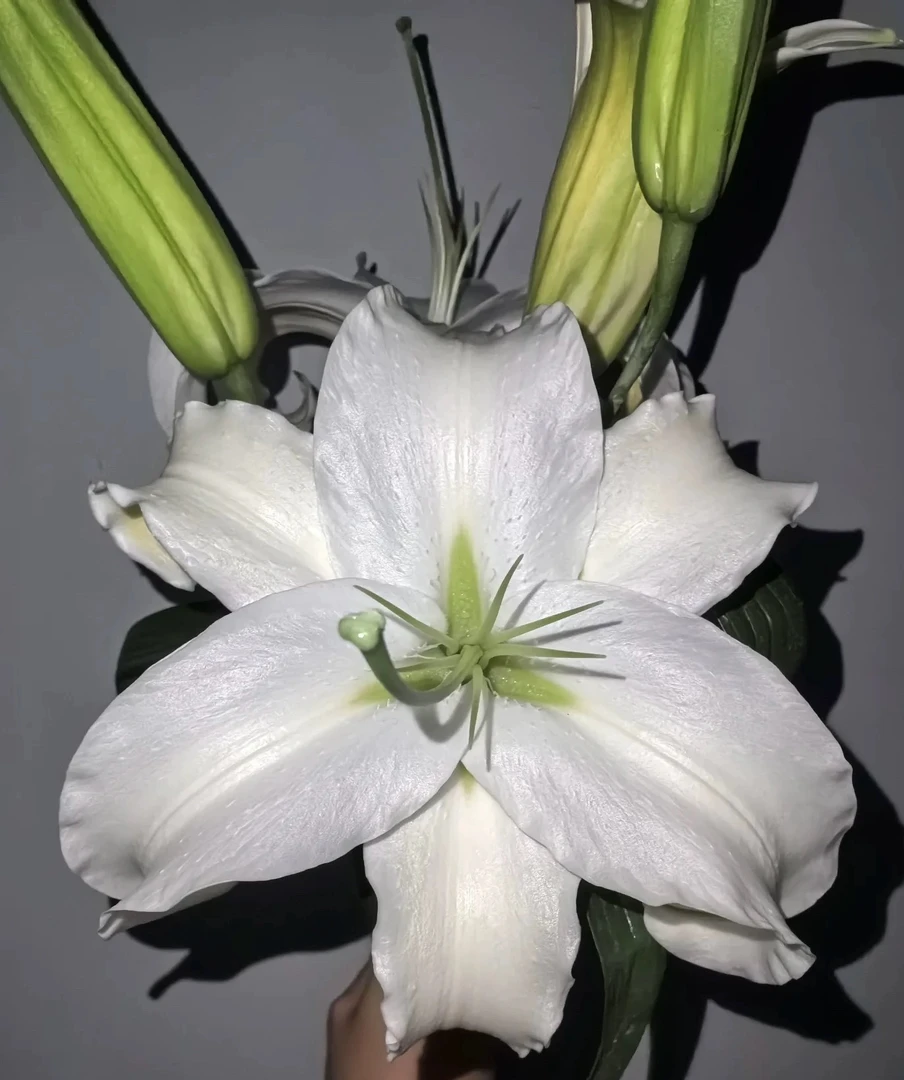 云南百合园花卉【西伯利亚】香水百合插花水养