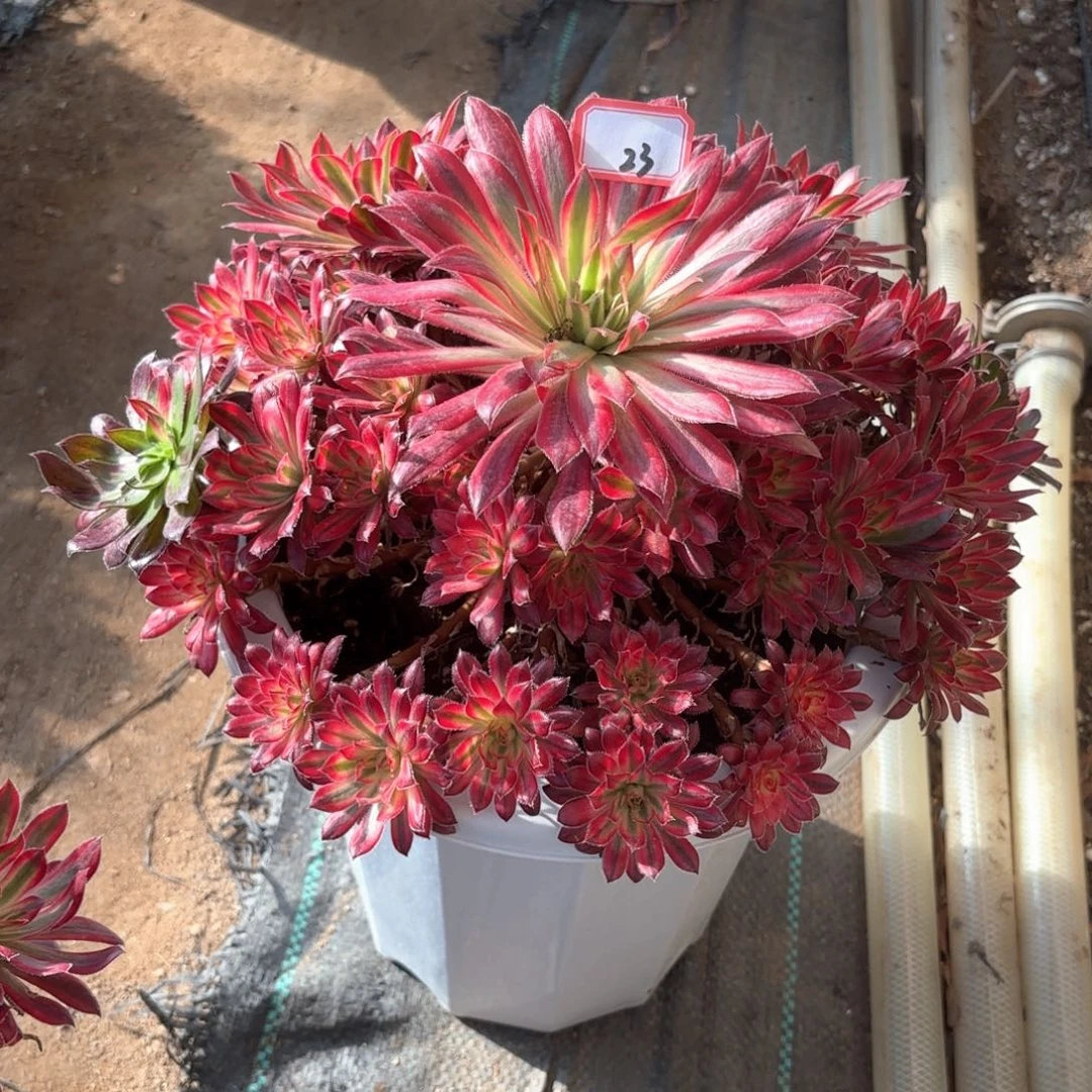 全部花朵吉*23朱雀多肉植物