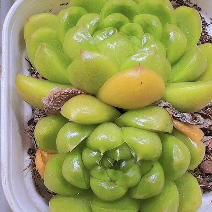 双头来啦珍妮19包邮