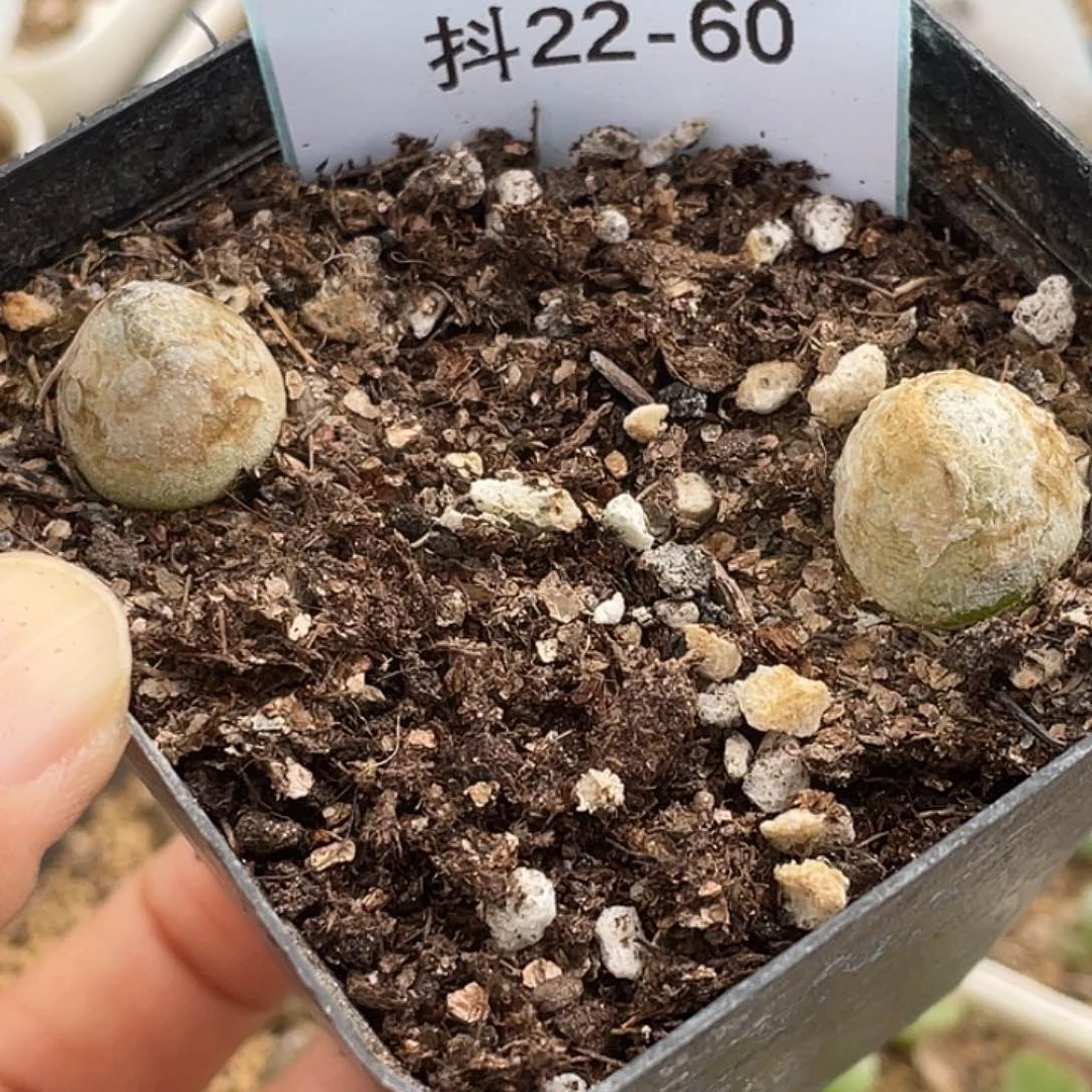 22-60灯泡多肉植物
