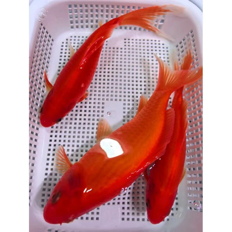 ②3条冷水鹦鹉10-12公分