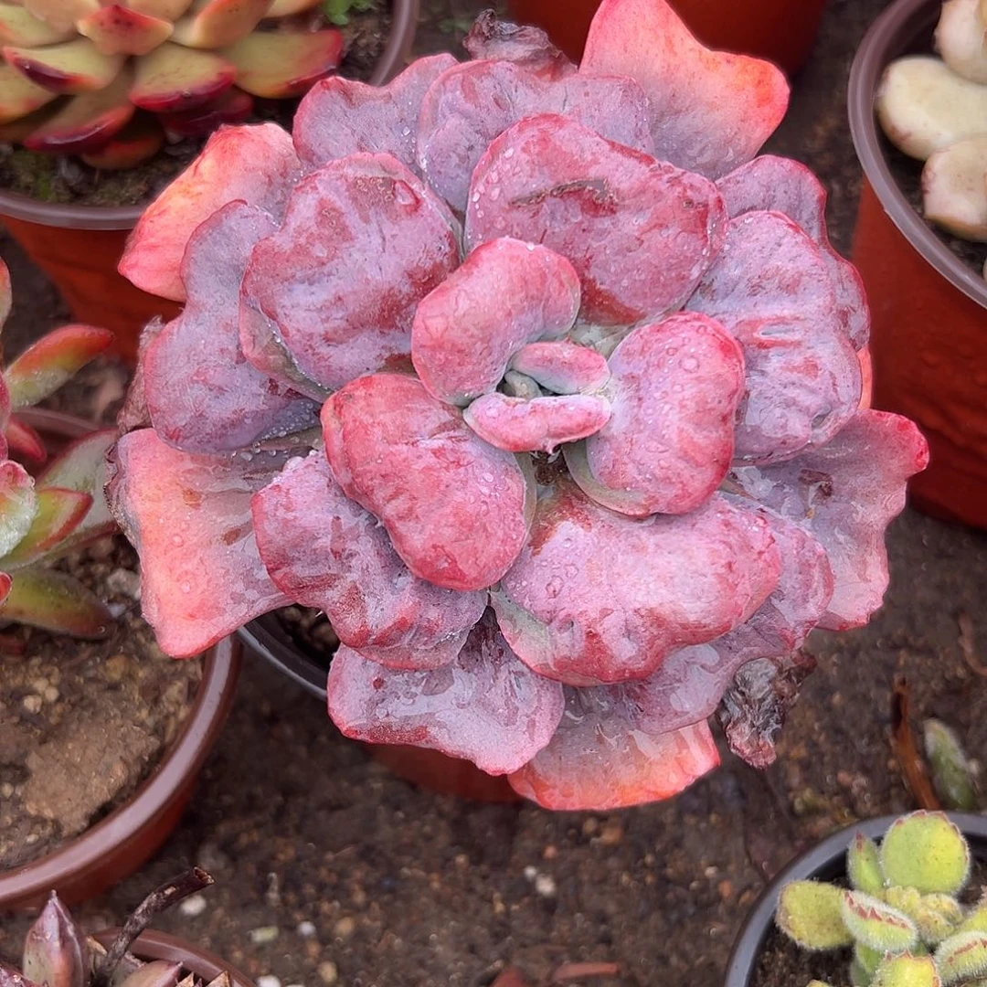 多肉植物多肉植物