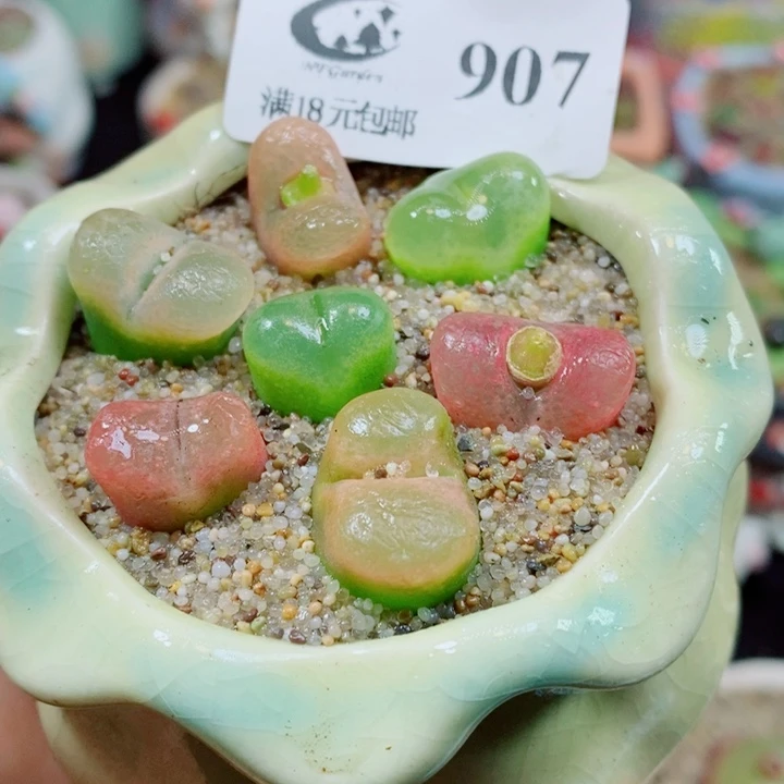 生石花花红红火火907