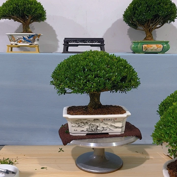 缘***，无花朵福建黄杨一树一拍