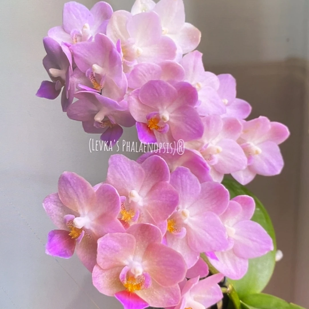 无花朵2.5寸桃之夭夭苗