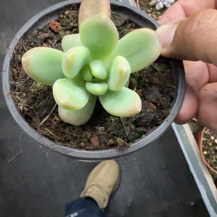 朵唯奇 单头  一物一拍