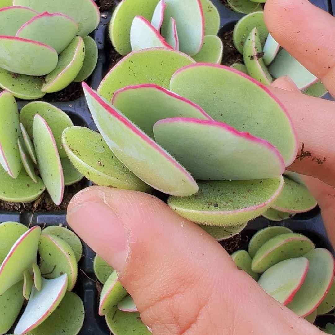 白眉苗5颗19包邮多肉植物