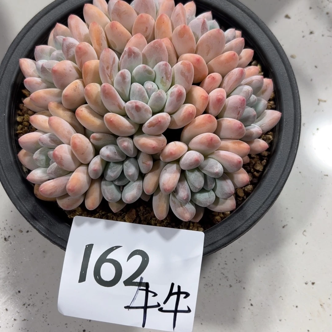 谢***店162、好的好吃好吃不错吧吧v