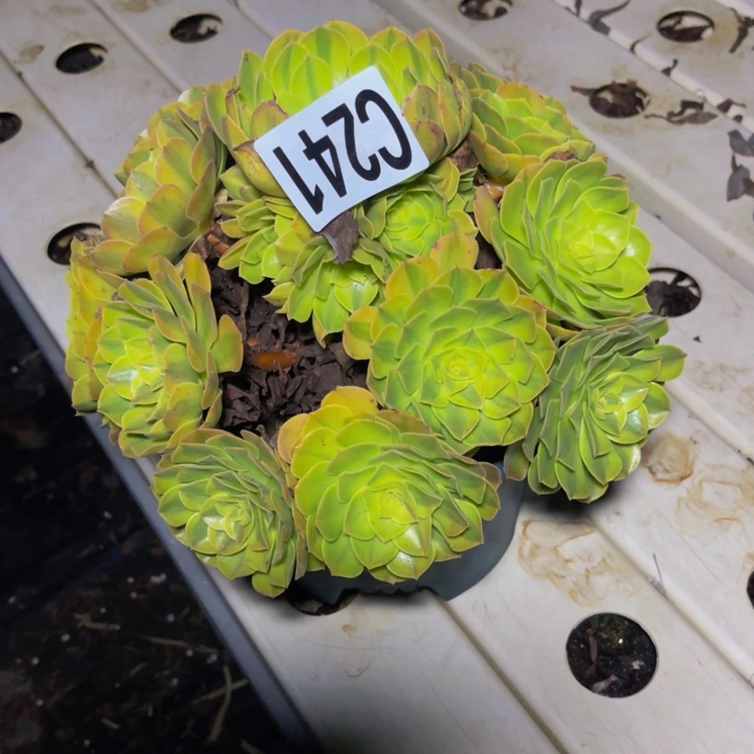 雨荷法师7////6包邮