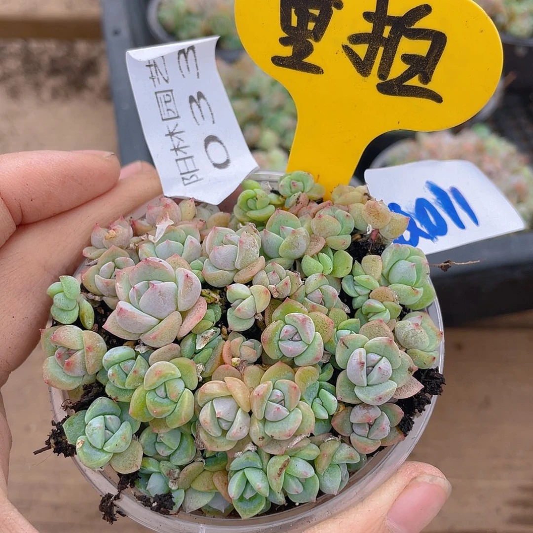 量拍多肉植物多肉植物33