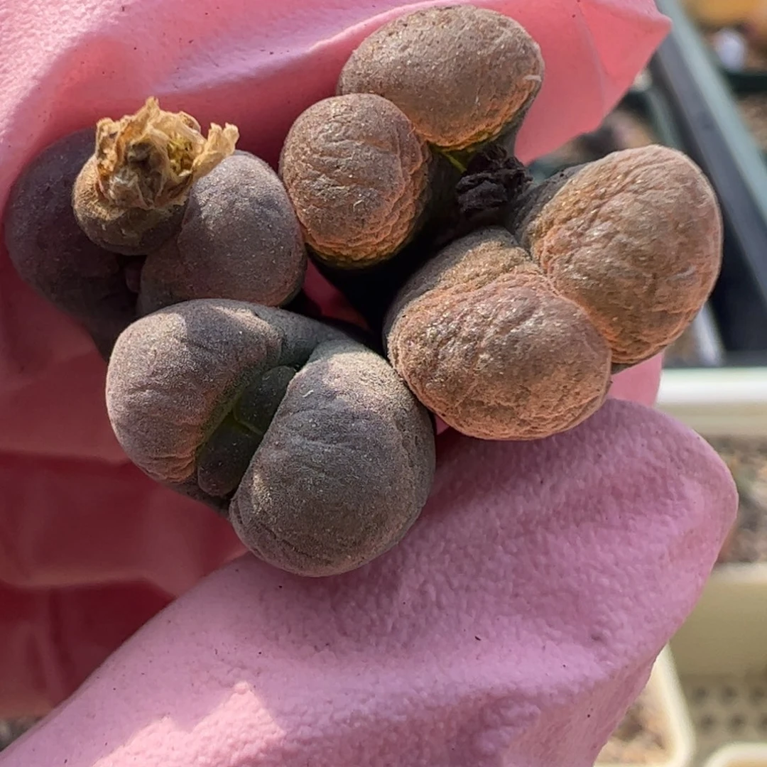 801 好看的多肉冲冲冲