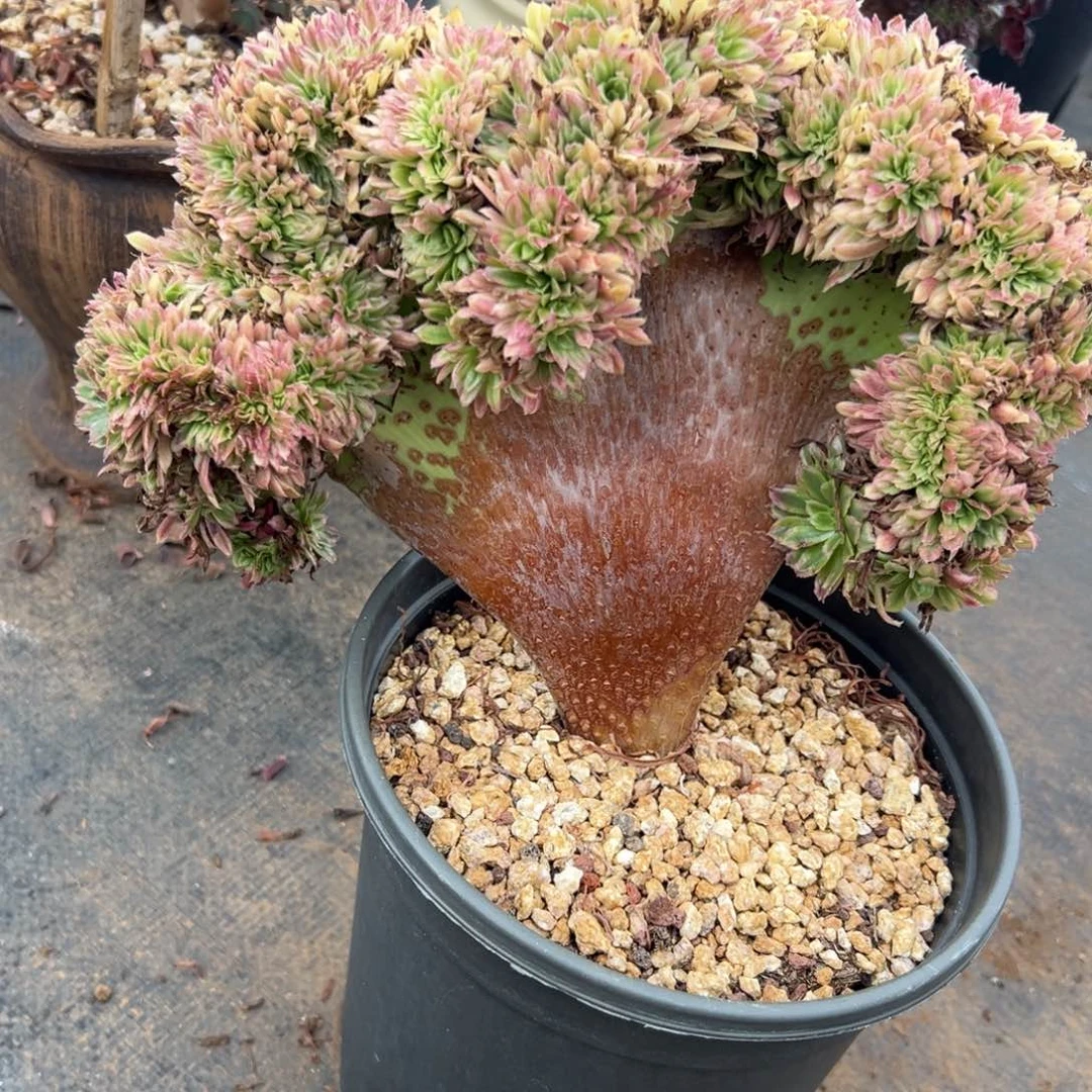 金丝菊缀化老桩厚板朵朵缀