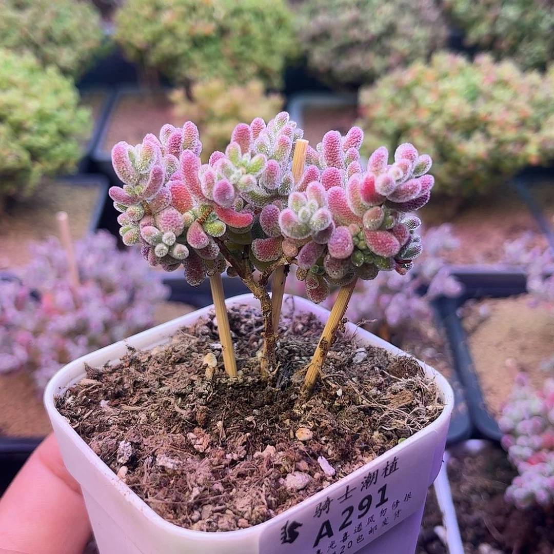 291优选冰晶枝干多肉