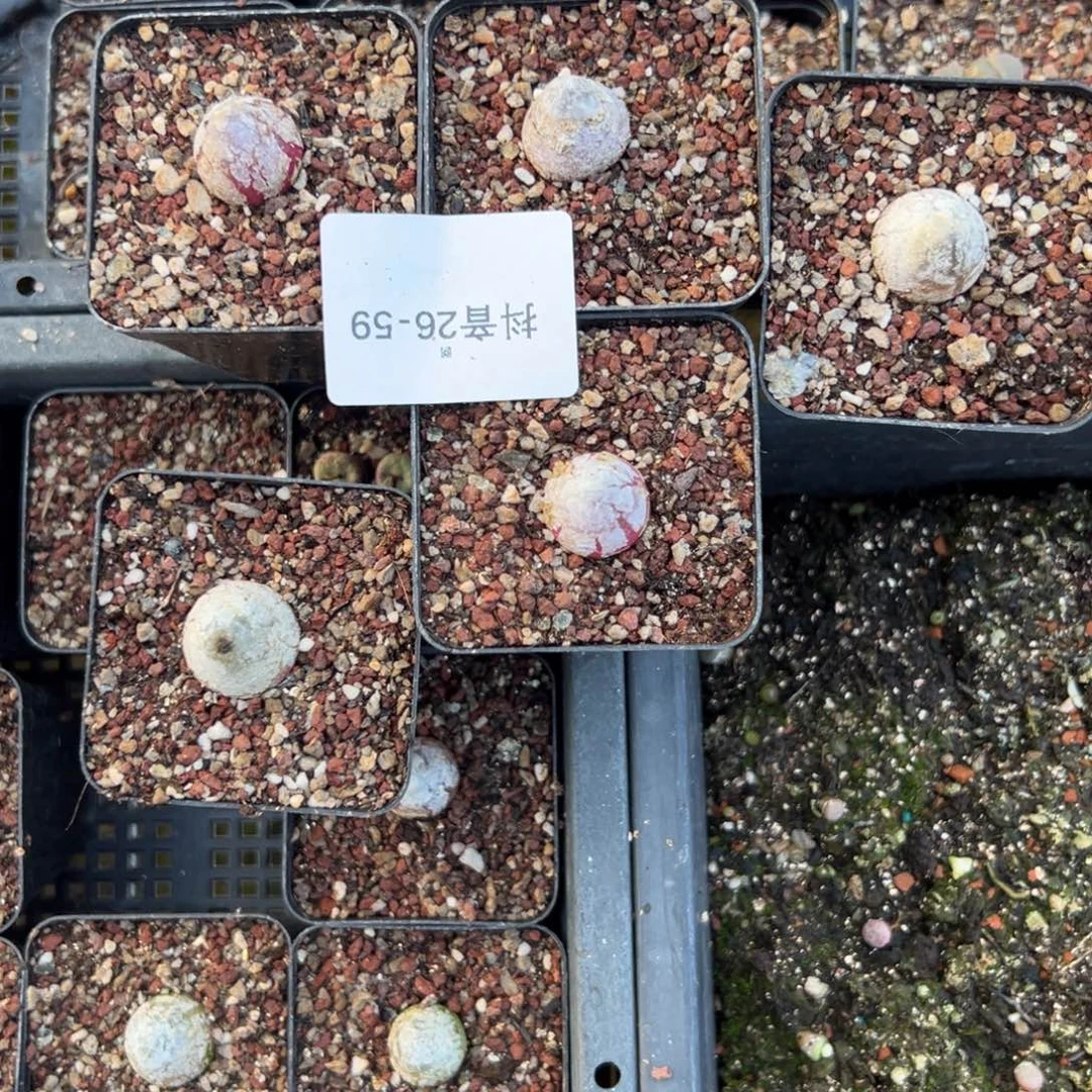 Z***Z26-59肉锥多肉植物，