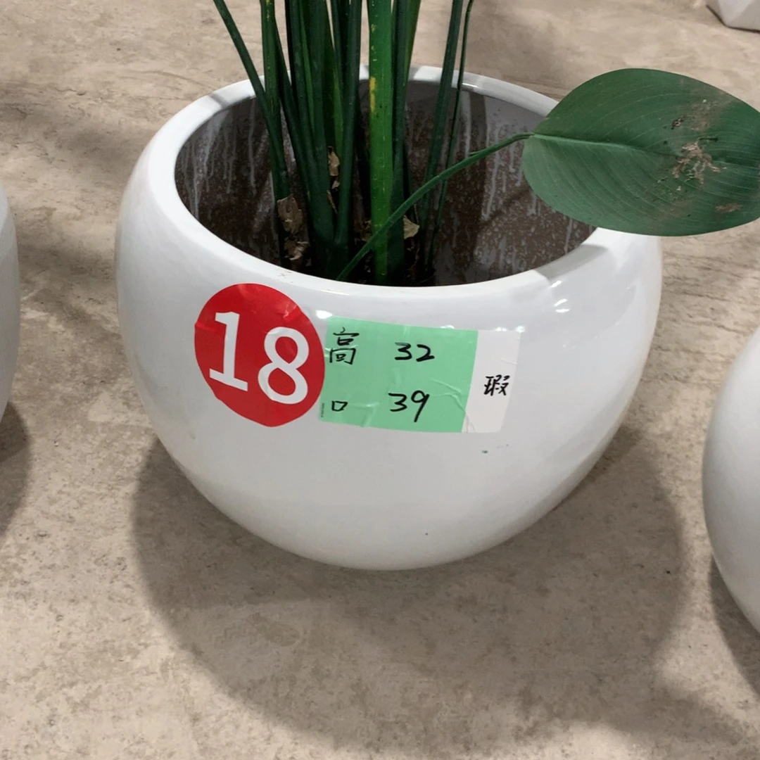 陶瓷发渐变色特大号