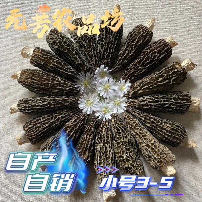 【精品3-5】七妹干羊肚菌25年新货头茬厚肉无熏染
