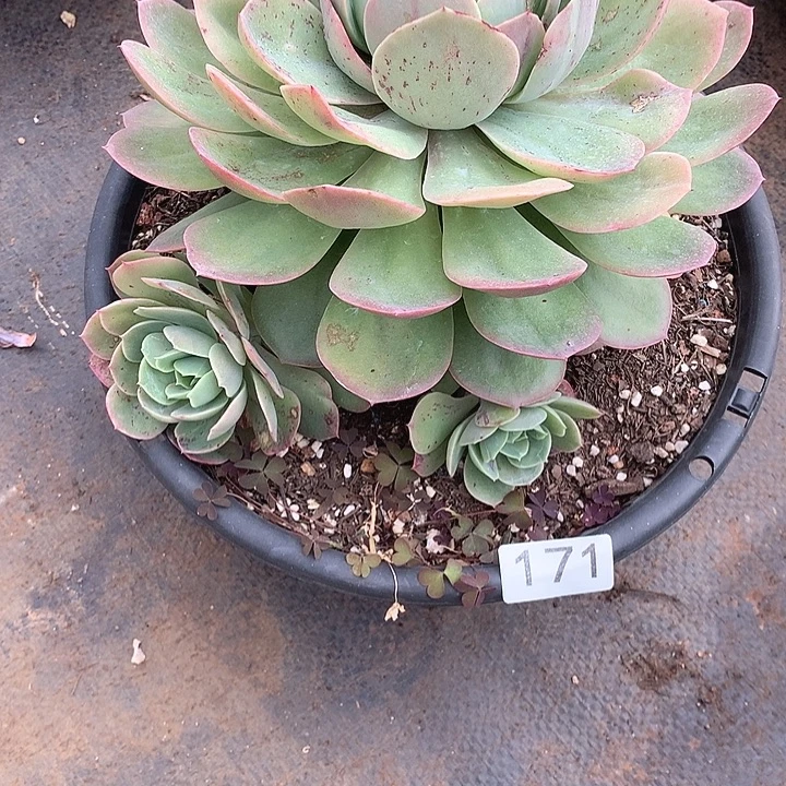 171 一物一拍多肉