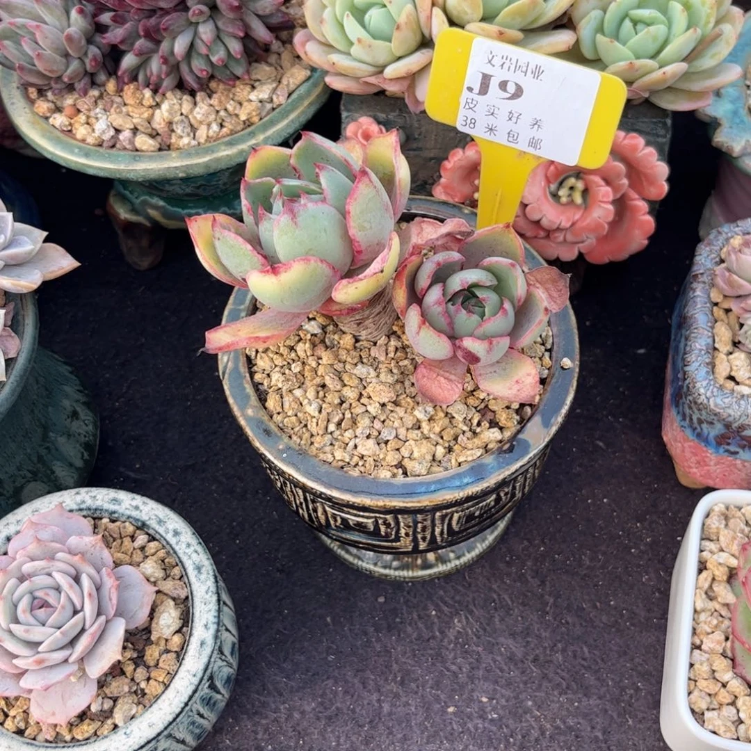 大**儿多肉植物111111