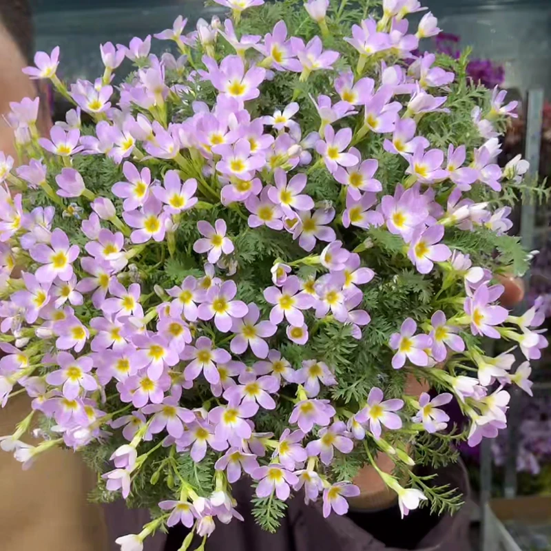 安徽羽叶报春【11cm盆径】