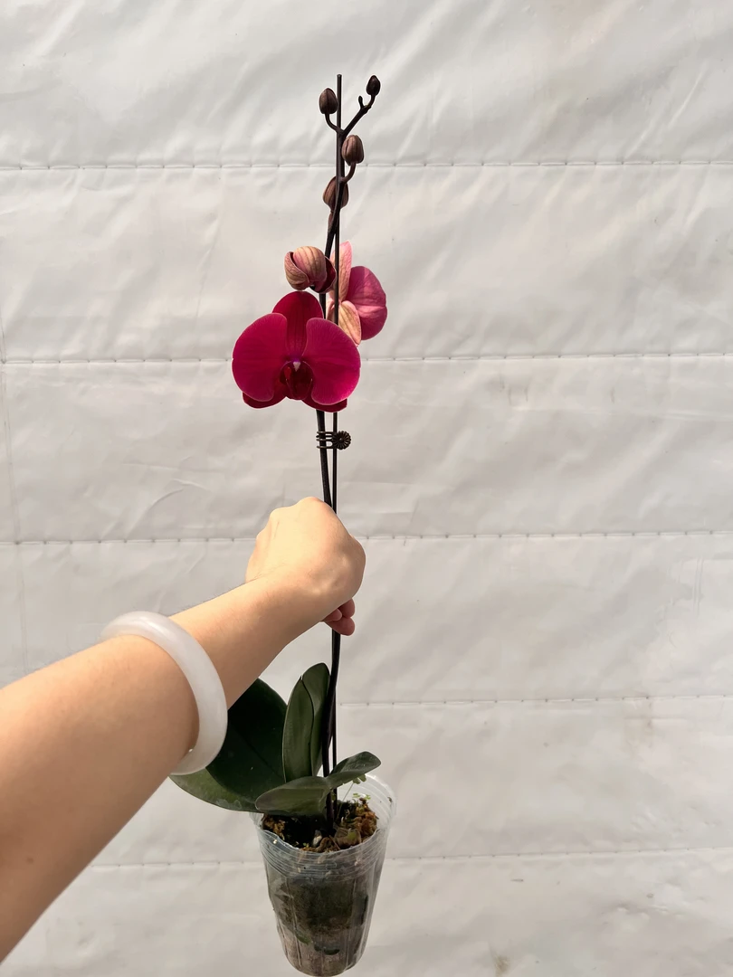 云鹏蝴蝶兰（朝阳）带花带花苞发货