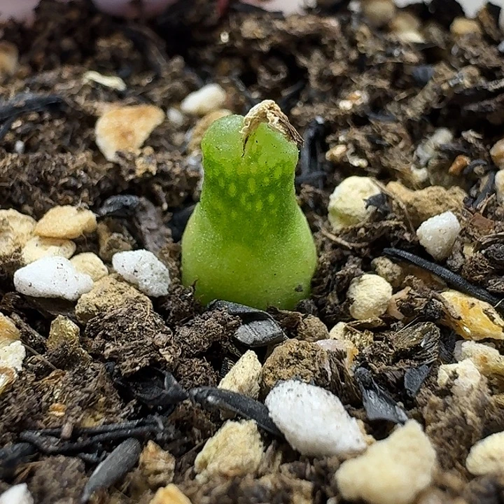 老马生石花小葫芦2532