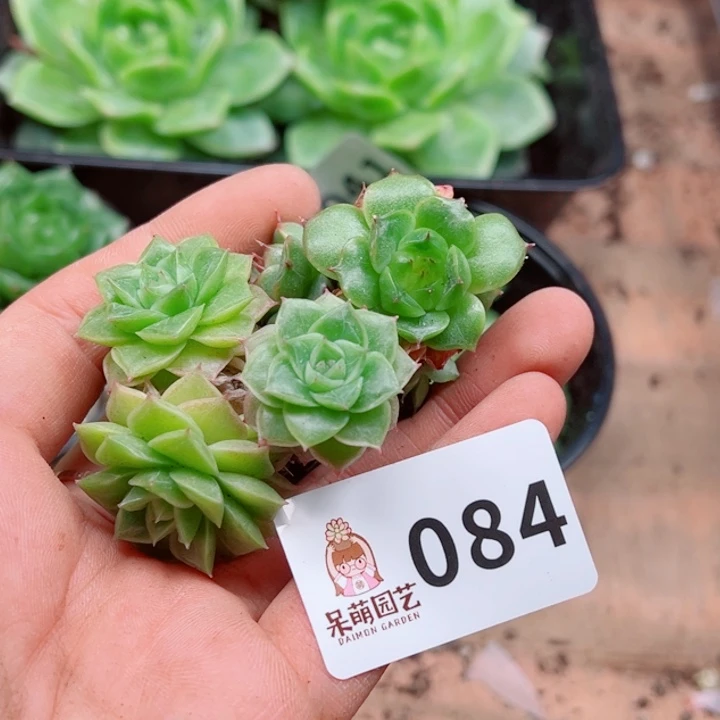 ·***散多肉植物多肉植物