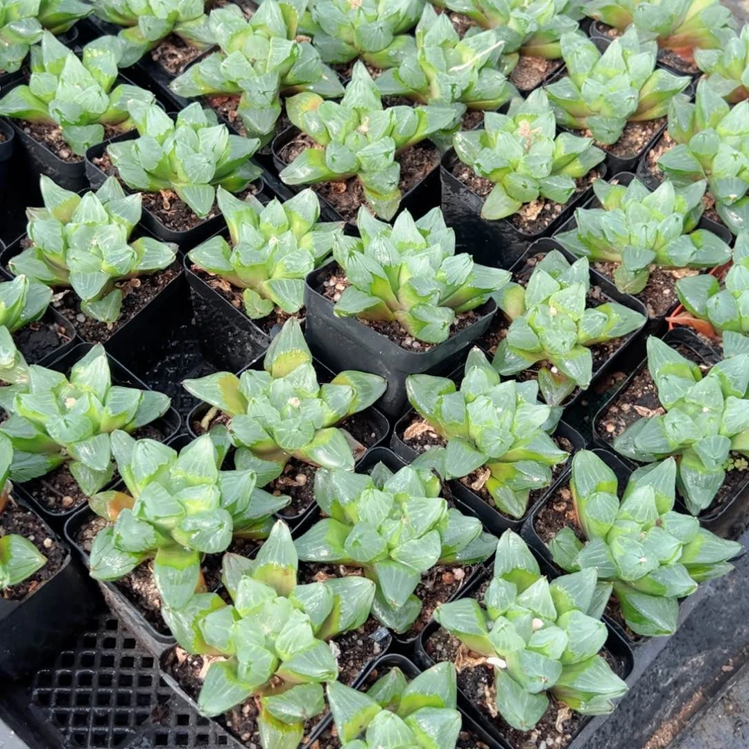 冰城寿多肉植物一颗多肉