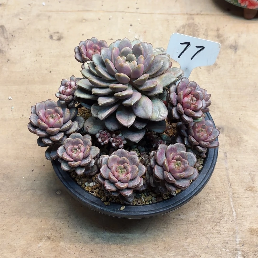 多肉植物，葡萄77号