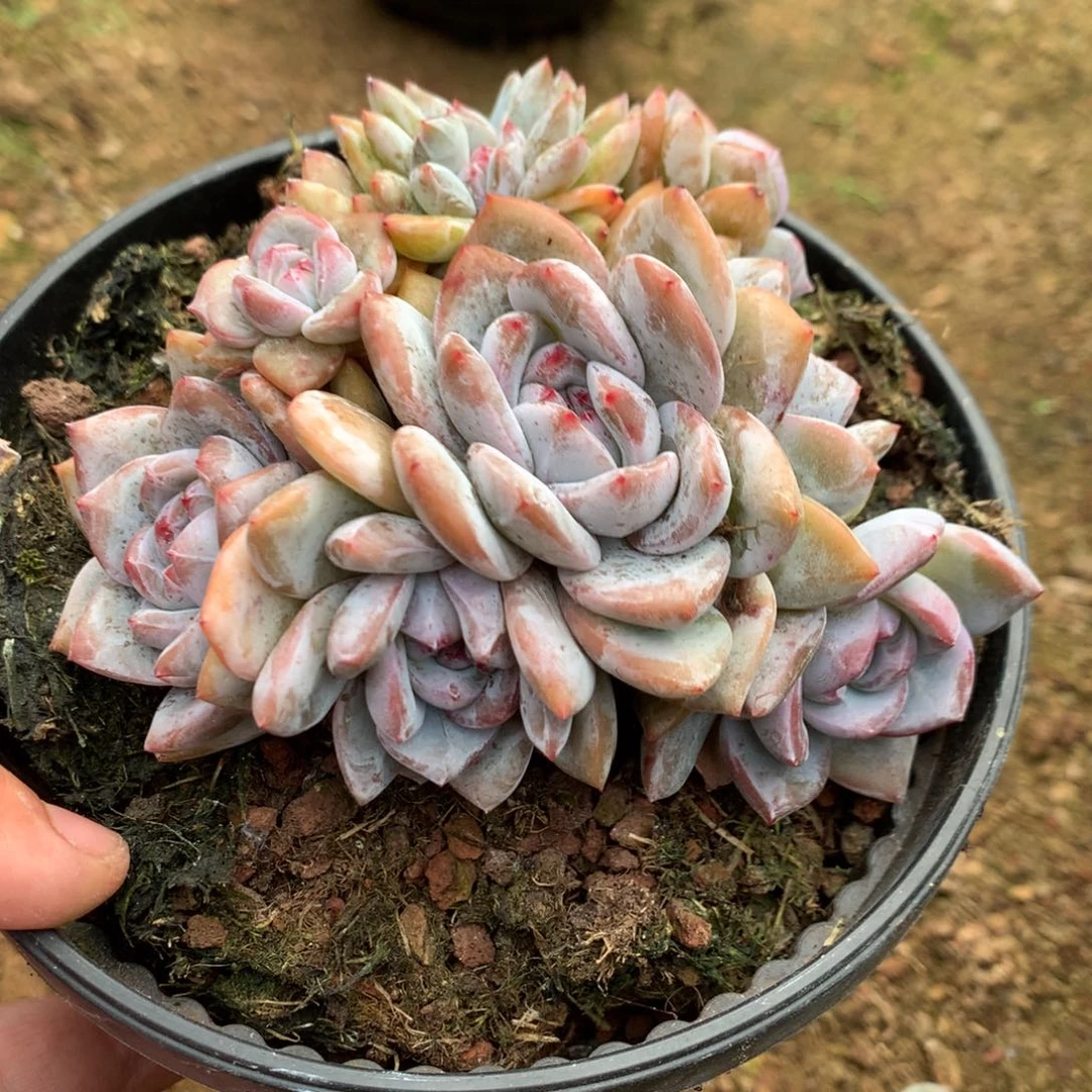 欣****哈哈哈哈哈哈哈哈哈哈