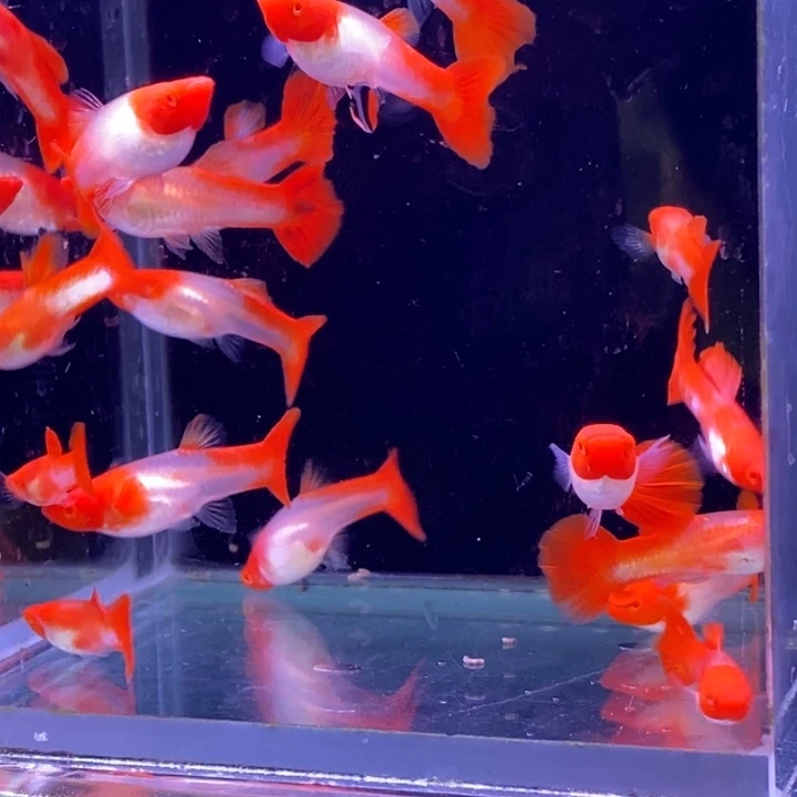 孔雀鱼福利红头20条包邮