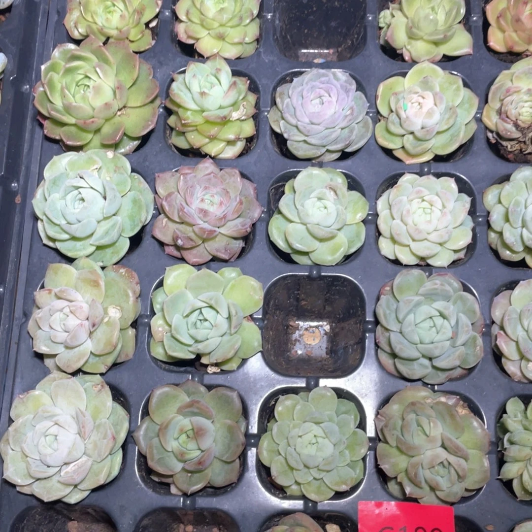 多肉植物多肉植物189十颗穴盘