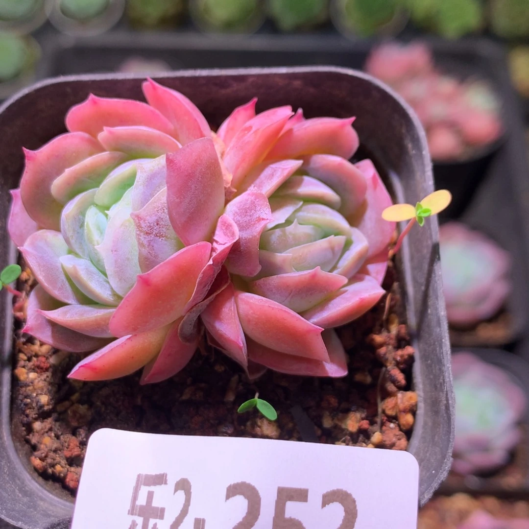 乐然 2-252 西娜双头