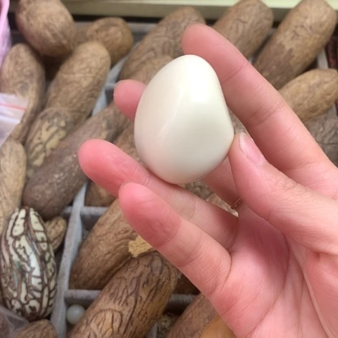 椰蒂吊坠象牙果公果
