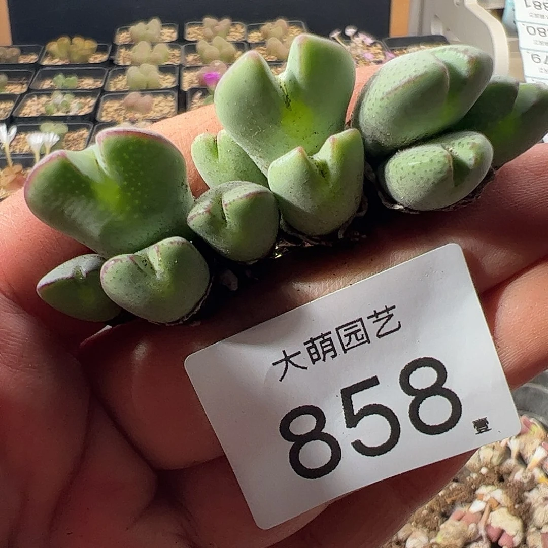 一物一拍。        858