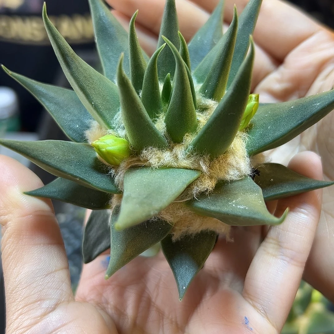 苗接细尤龙牙牡丹10公分无根