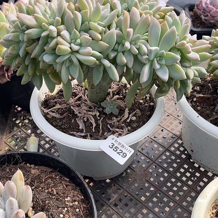 阿雅园艺。        3529淡雪缀